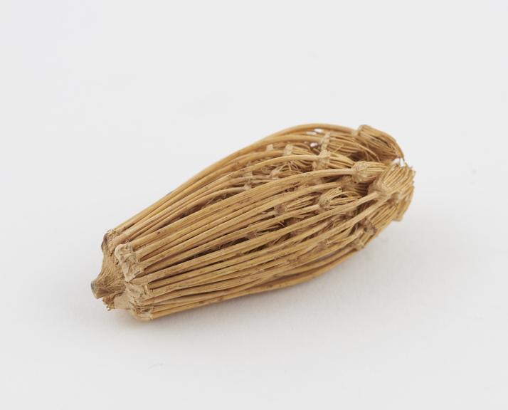 Dried flower head used as toothpicks, Egypt, date unknown