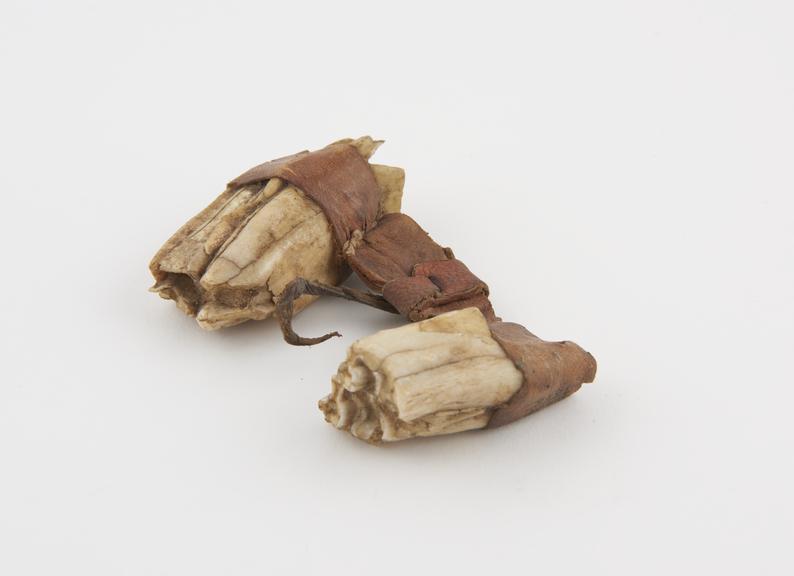 Amulet, two camel molars joined together by leather strip