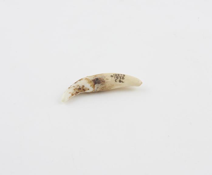 Tooth of female wolf worn by men to obtain employment