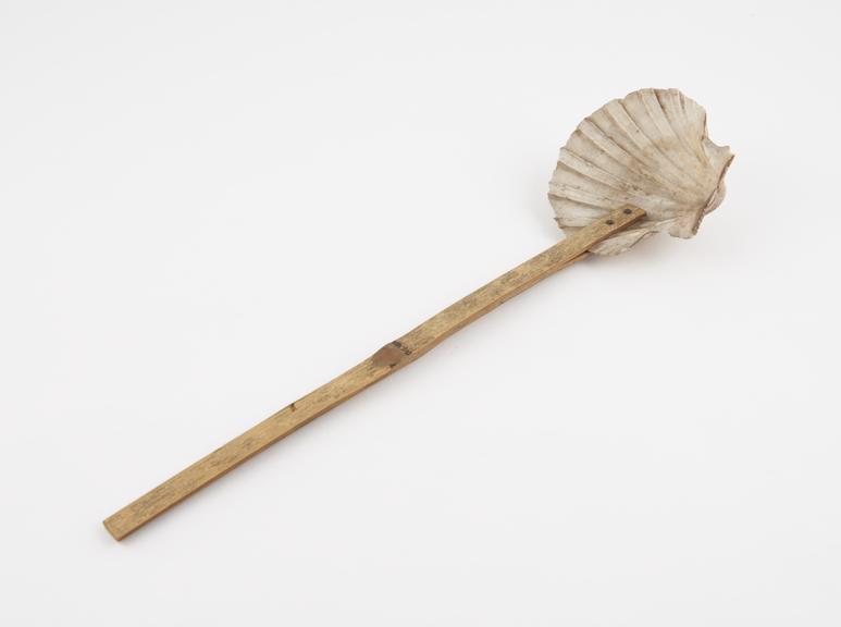 Ladle made from scallop shell