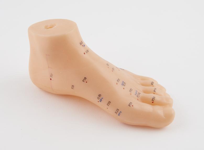 Model foot showing acupuncture points