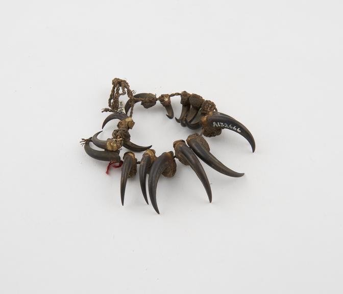 Bracelet of claws on fibre cord, worn by medicine man, African