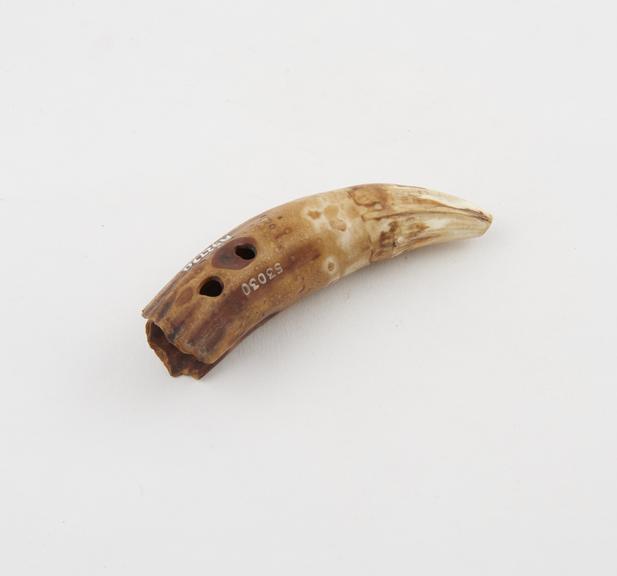 Animal tusk, hollow, perforated in four places