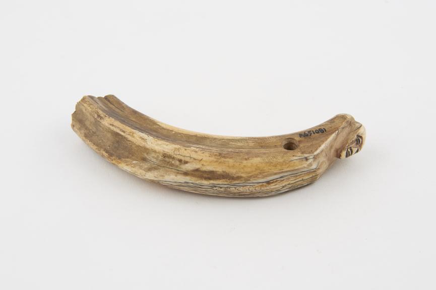 Medicine man's tusk carved at one end with human face