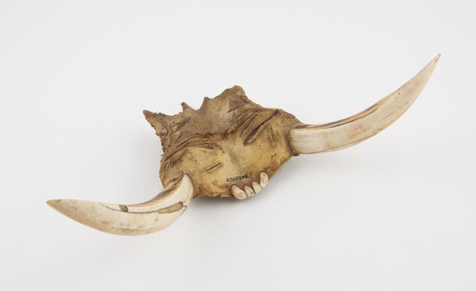 Tusks, teeth and jaw of animal, probably amuletic, African