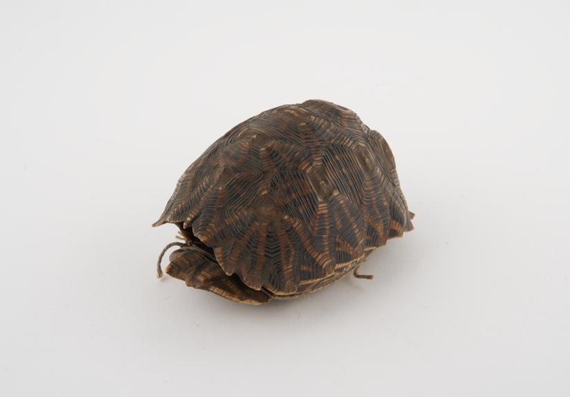 Complete shell of tortoise