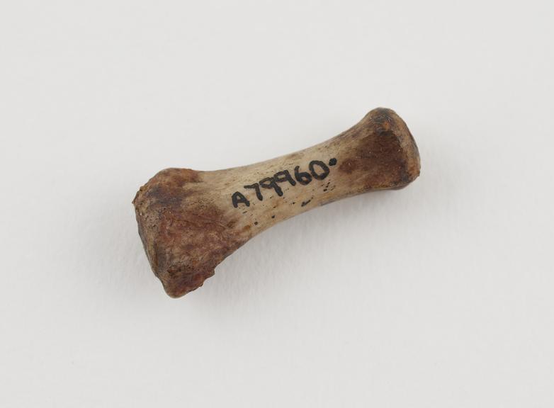 Small bone, amuletic, said to cure rheumatism, from Exmouth