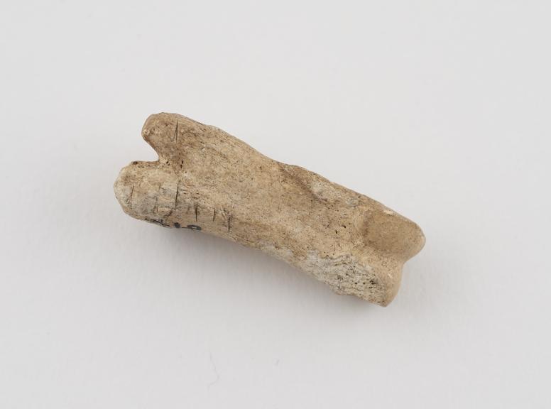 Animal bone joint carried as an amulet to cure rheumatism