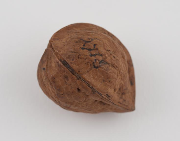 Walnut with 3 sections to shell, used as amulet from Saumur