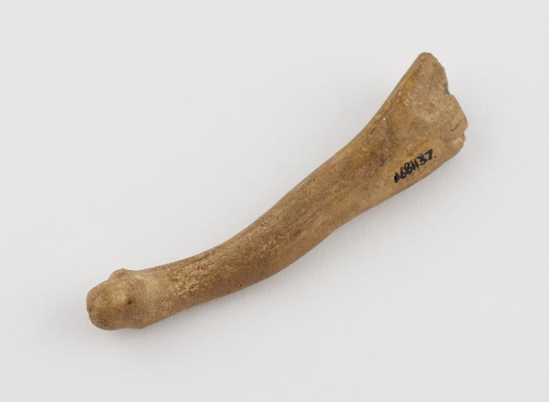 Cast of phallus, original made from tine of reindeer antler