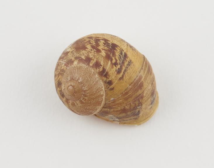 Snail shell amulet, probably French, 1890-1930