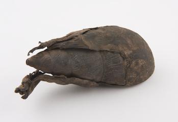 Shell covered in animal skin