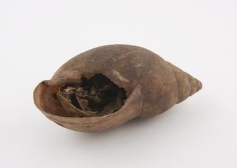 Shell stuffed with leaves and rags