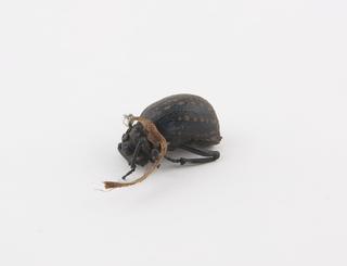 Black beetle, hard shell, brown spots