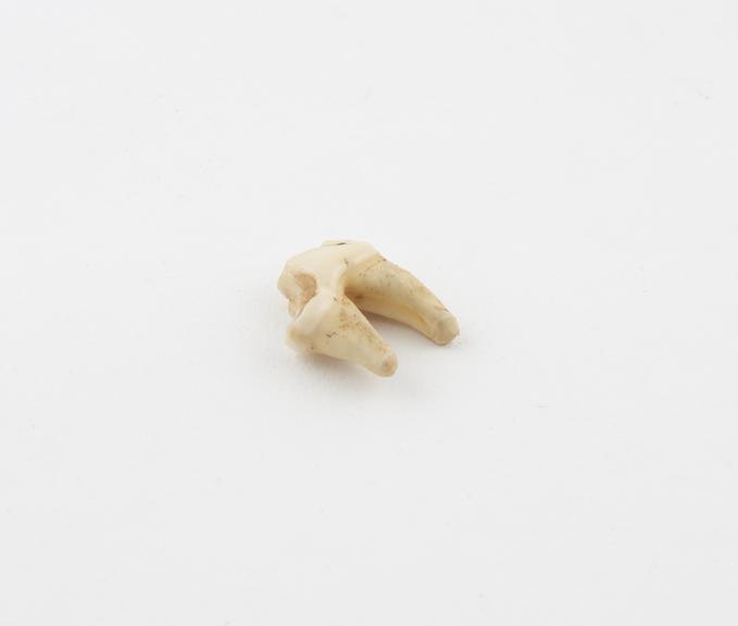 Gazelle's tooth amulet, vernacular Nab el Ghazal