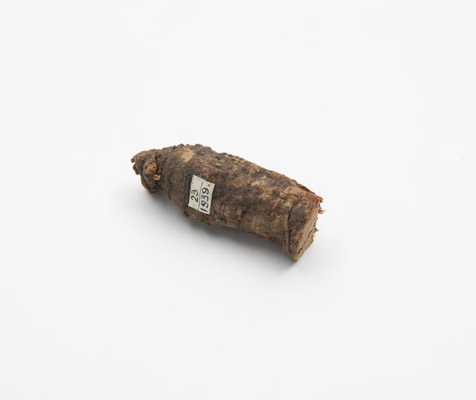 Piece of root unidentified, to cure dysentery, Kaffirs tribe