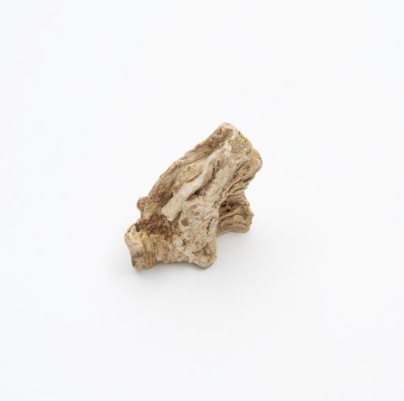 Piece of hard root for abdominal pains, Kaffirs, South Africa