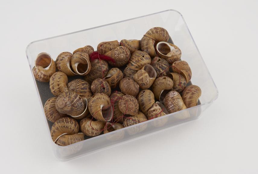 Quantity of snail shells, once strung with red wool