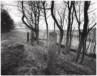 Tenterfield, Pig Hill Wood, near Huddersfield