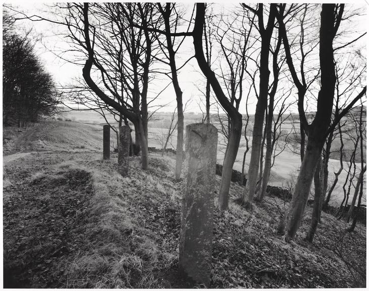 Tenterfield, Pig Hill Wood, near Huddersfield