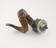 Snuff mull in form of ram's horn, with pewter mounts
