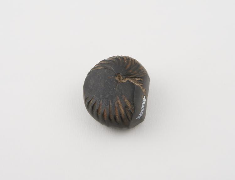 Stem fossil charm, from Accra, Ghana, date unknown