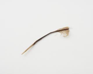 Remnants of a bird's feather