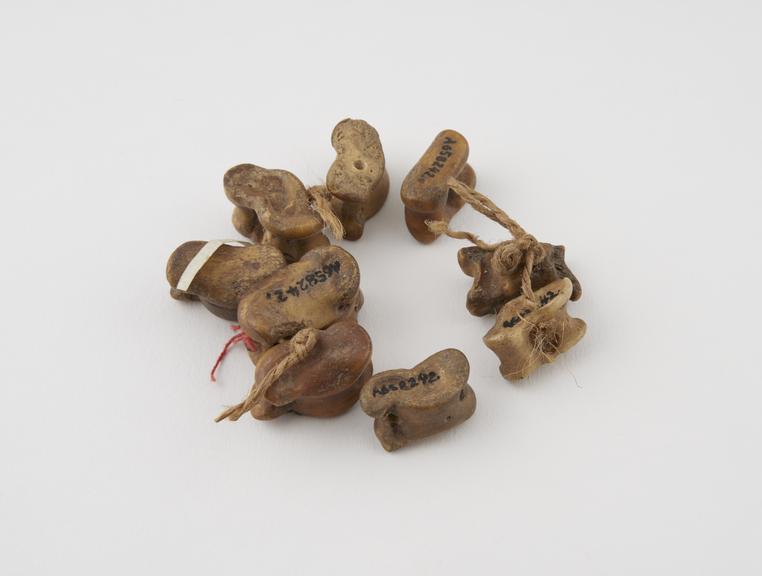 Amulet in form of string of vertebrae, damaged, in five parts