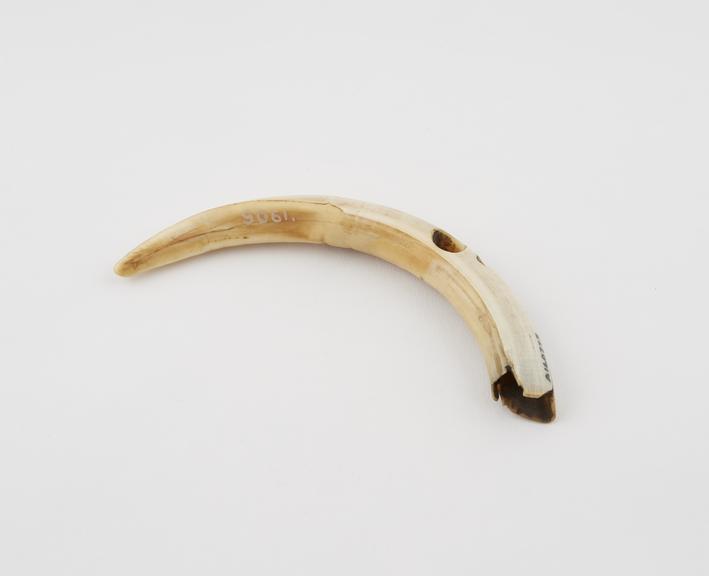 Amuletic animal tusk, crescentic