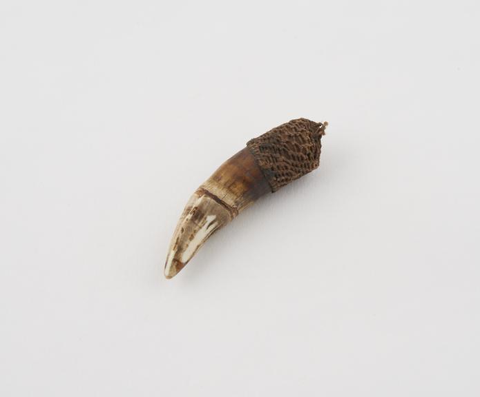 Amulet, animal (crocodile ?) tooth, mounted in woven fibre