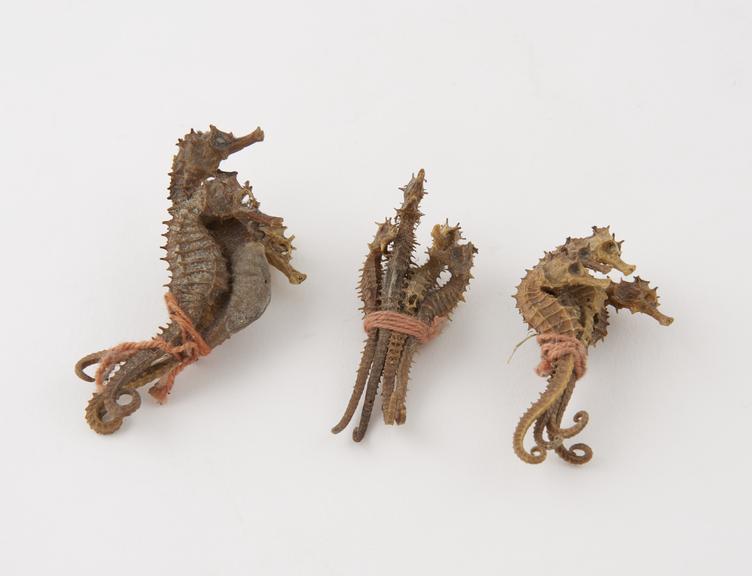 11 dried seahorses, hippocampi, bundles tied with string