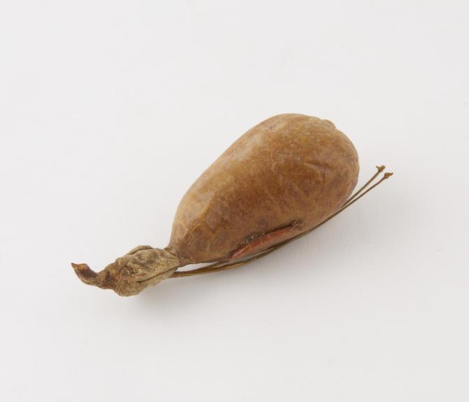 Dried bladder from an unidentified animal