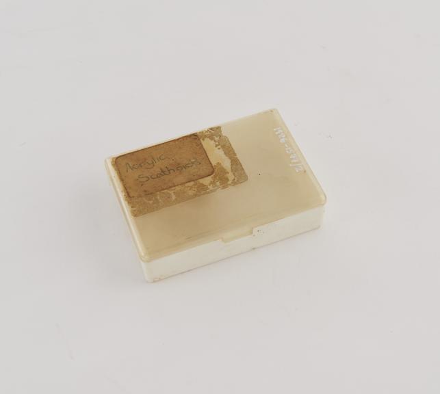 Plastic box, containing four artificial acrylic scathoid bones