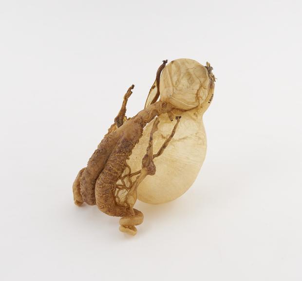 Dried genito-urinary system from an unidentified species of