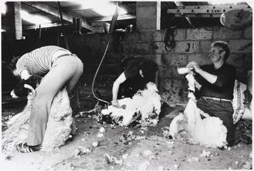 Shearing, Cradghouse Farm, Addingham, Ilkley