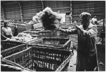 Wool Grading at British Wool Marketing Board, Clayton, Bradford