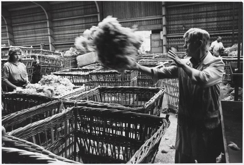 Wool Grading at British Wool Marketing Board, Clayton, Bradford