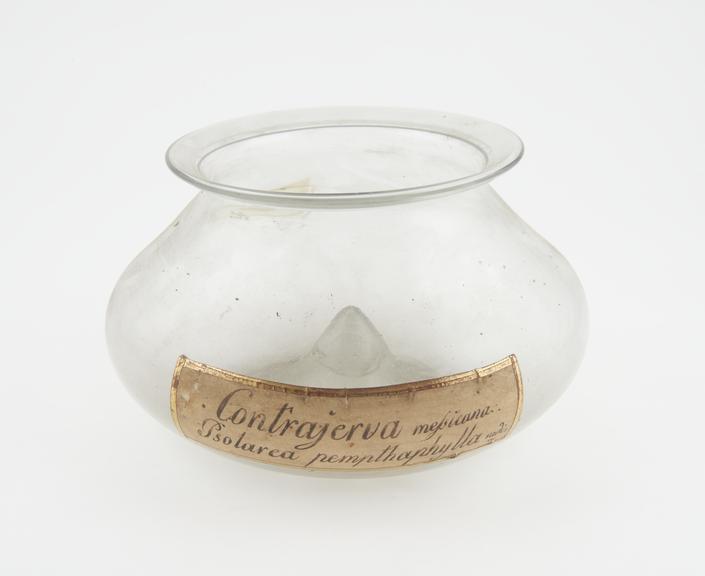 Glass pharmacy display jar for psolarea pempthaphylla root