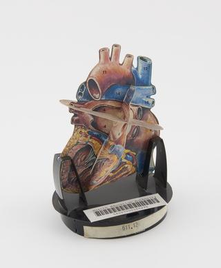 Paper model of a heart by Damon Instructional Systems Division