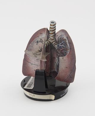 Paper model of a lung by Damon Instructional Systems Division