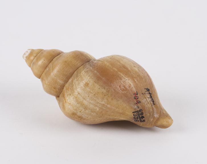 Whelk-type shell worn to ensure easy delivery of a healthy