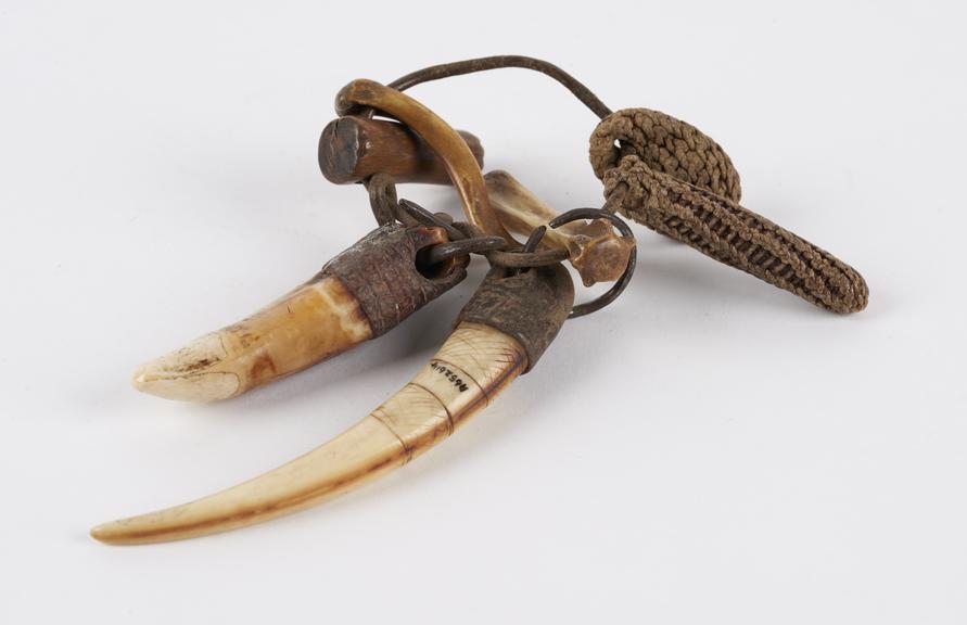 Tooth, small tusk, two bones