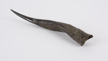 Gazelle horn, from medicine man's bag