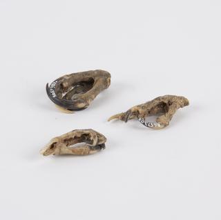 Three bird's feet with curved pointed talons