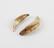 Two animal teeth amulets, crescentic, pointed tips