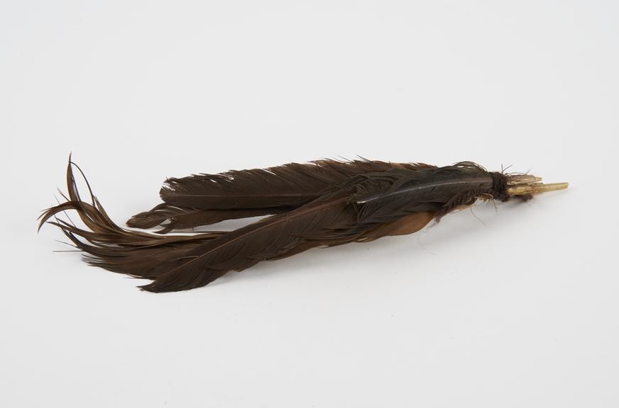 Six birds feathers, brown, one broken, African, 1890-1920