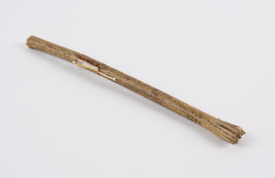 Toothbrush of length of stick with frayed end, probably African