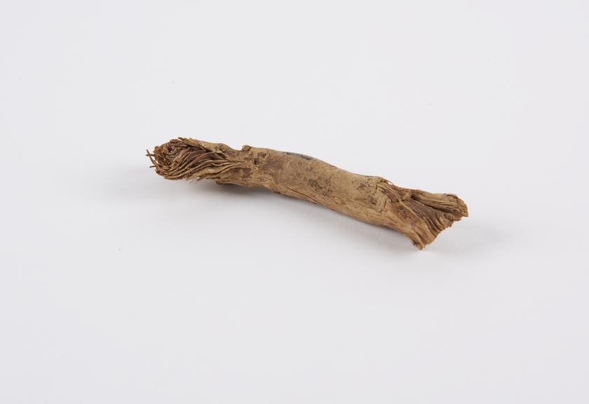 Small knotted stick from a branch or root of a tree or plant