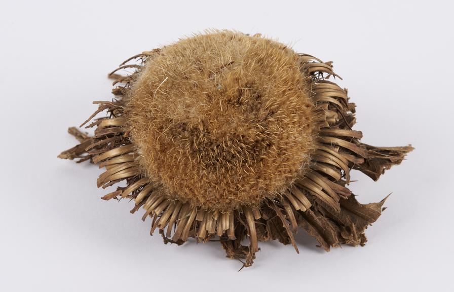 Dried thistle head, carried as an amulet, possibly English