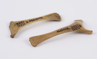 Two hyoid bones of sheep